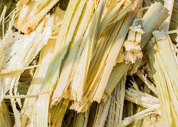  Bagasse